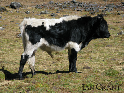 Ascarani cow